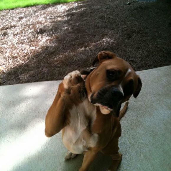 Meet your Posher, Travis - Picture 1 of 1